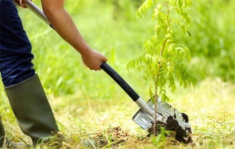 Tree-Planting Shovel