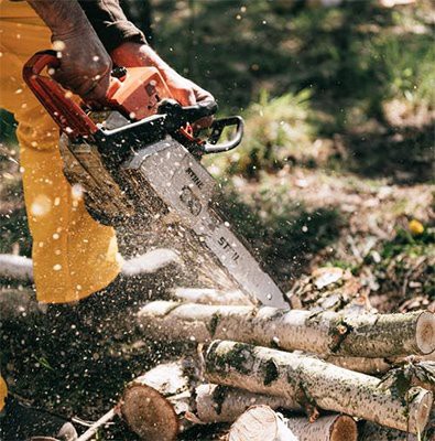 Cutting Down Branches and Trees
